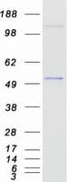 Human GATA2 Protein (Recombinant Myc-DDK (Flag))