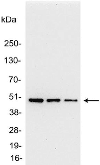 Polyclonal Goat AU1 Tag Antibody (WB)