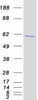 Human GABPA / NRF2 Protein (Recombinant Myc-DDK (Flag))