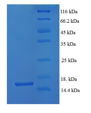 Mouse GDF5 / GDF-5 Protein (Recombinant His)