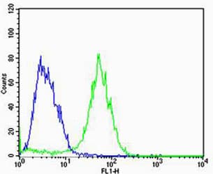 Polyclonal Rabbit anti-Human ADRA1D / Adrenoceptor alpha 1D Antibody (aa1-30, IHC, WB)