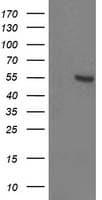 ITFG2 Antibody (clone OTI3E10)