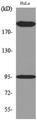Polyclonal Rabbit anti-Human NTRK3 / TRKC Antibody (WB)