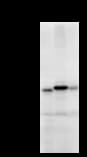 Monoclonal Mouse anti-Human ABCF2 Antibody (clone 2001C1, WB)