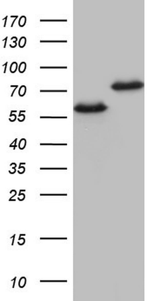 HNRNPL / hnRNP L Antibody (aa270-502, clone OTI9F11)