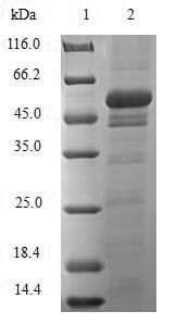 Mouse E6AP / UBE3A Protein (Recombinant 6His, N-terminus)