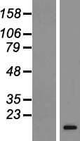 RLN3 / Relaxin 3 Protein (Over-Expression Lysate Myc-DDK (Flag))