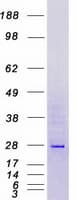 Human MAGP / MFAP2 Protein (Recombinant Myc-DDK (Flag))