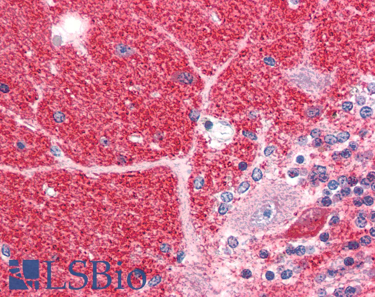 IHC-plus™ Polyclonal Rabbit anti-Mouse DISC1 Antibody (C-Terminus, IHC, WB)