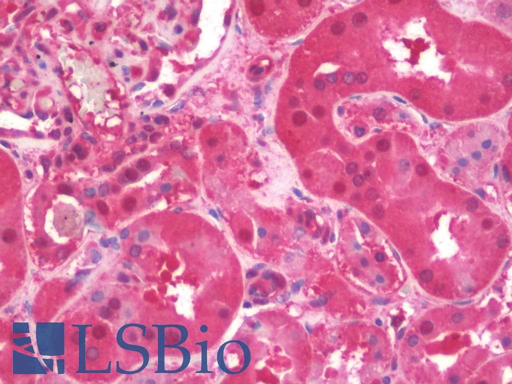 IHC-plus™ GAPDH Antibody (C-Terminus)