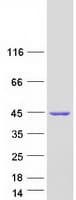 Human NDRG2 Protein (Recombinant Myc-DDK (Flag))