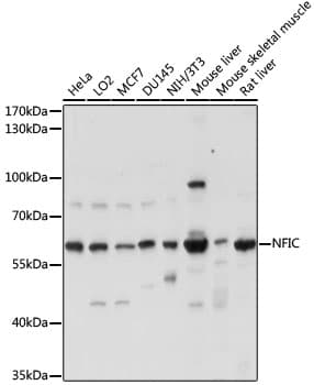 NFI / NFIC Antibody