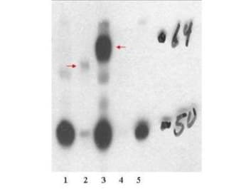 NR1A2 / THRB Antibody (N-Terminus)