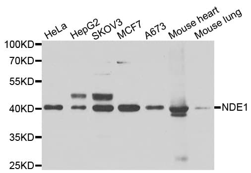 NDE1 Antibody