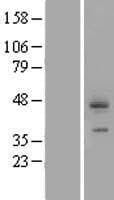 CDCP1 Protein (Over-Expression Lysate Myc-DDK (Flag))
