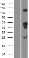 HOXD11 Protein (Over-Expression Lysate Myc-DDK (Flag))
