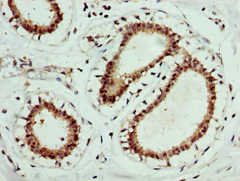 EPOR / EPO Receptor Antibody (aa320-506)