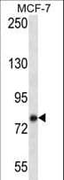 KCTD3 Antibody (aa725-754)