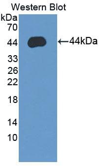 SYCN Antibody (aa38-134, PE)
