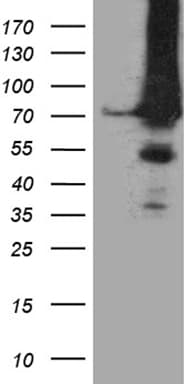 APPL2 Antibody (clone OTI1H8)