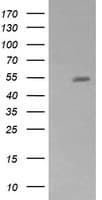 Monoclonal Mouse anti-Human ZSCAN21 / Zipro1 Antibody (clone OTI2D8, WB)