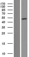 BRN3B / POU4F2 Protein (Over-Expression Lysate Myc-DDK (Flag))