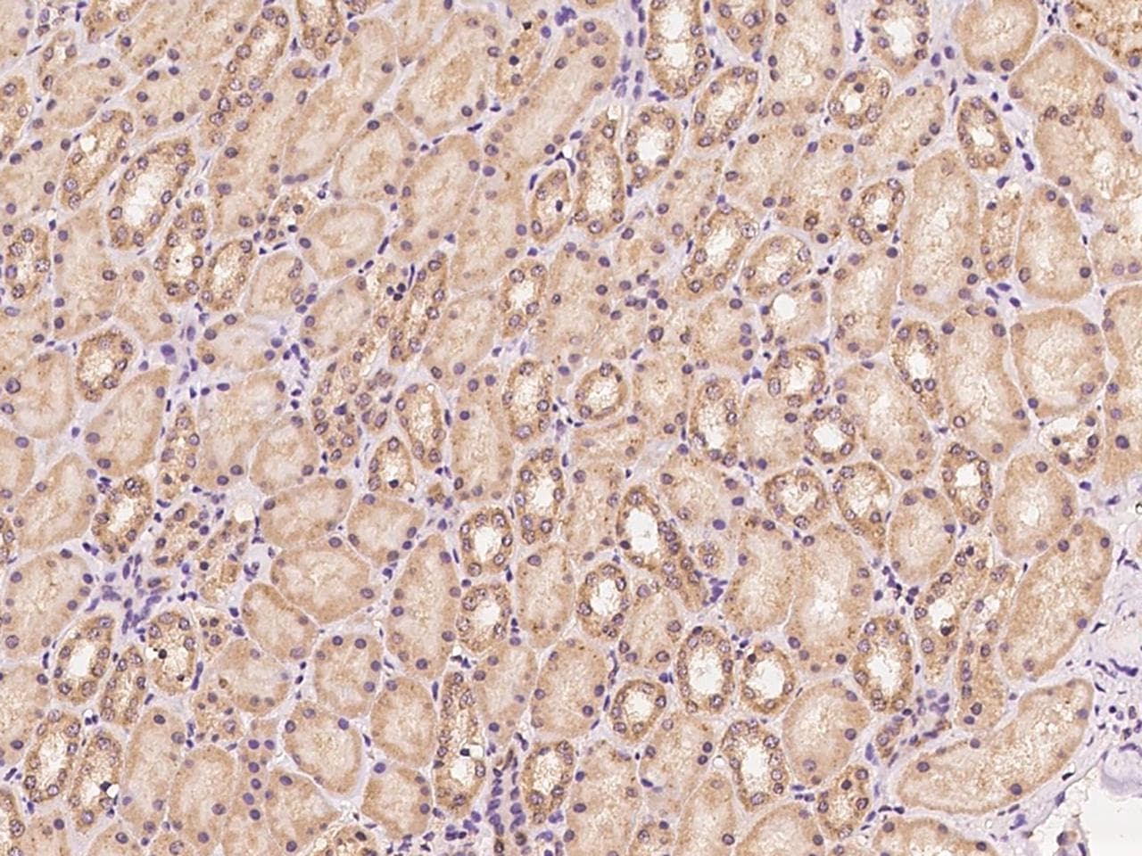 Polyclonal Rabbit anti-Human PAPLN Antibody (IHC)