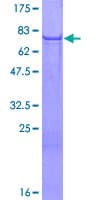 Human ANGPT1 / Angiopoietin-1 Protein (Recombinant GST)