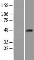 PA2G4 / EBP1 Protein (Over-Expression Lysate Myc-DDK (Flag))