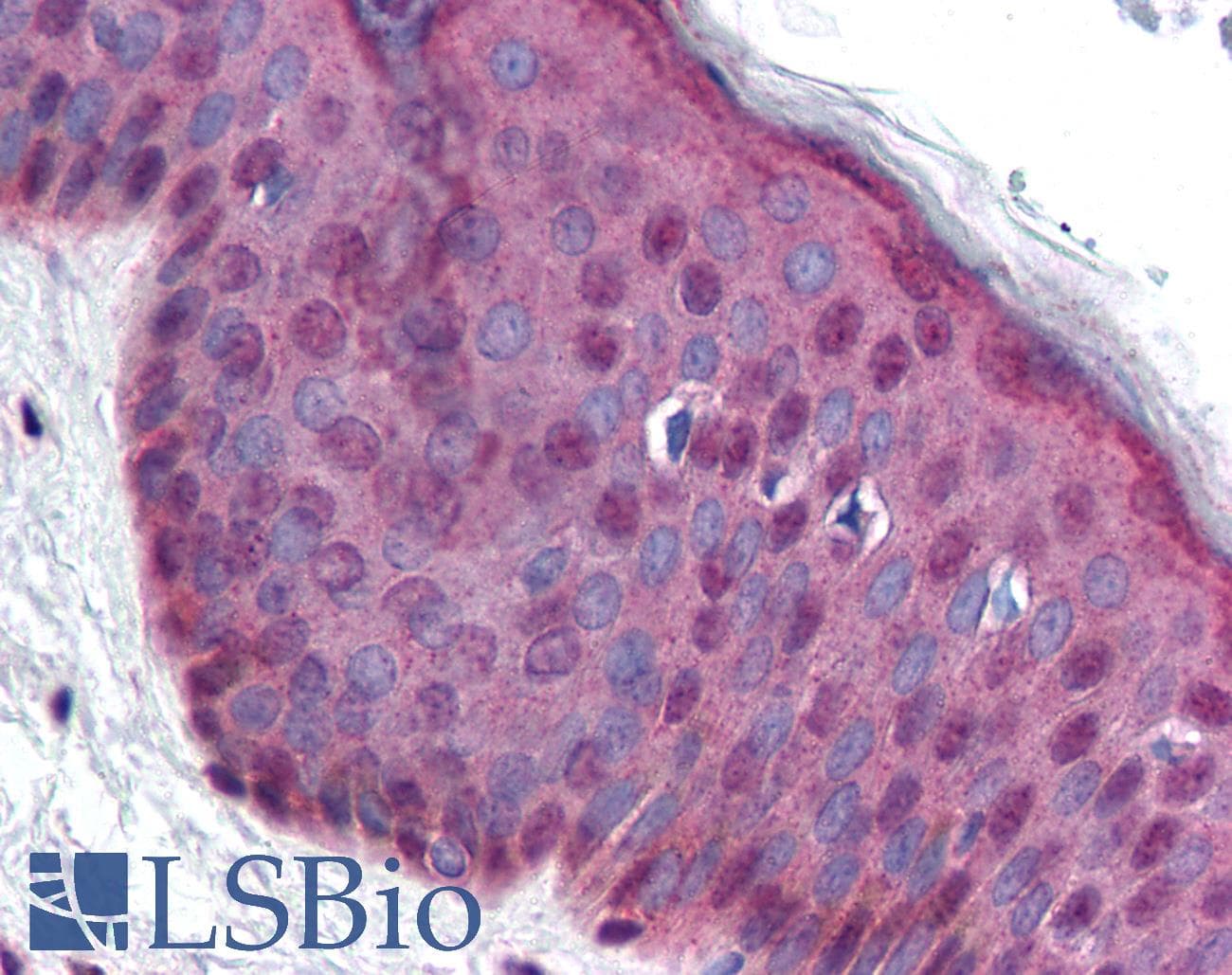 IHC-plus™ MDM2 Antibody (aa154-167, clone SMP14)
