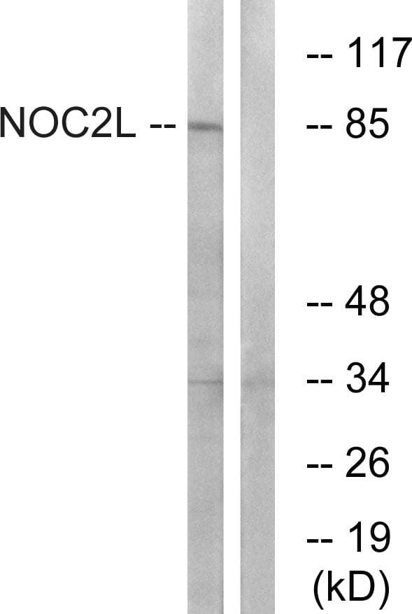 NOC2L Antibody