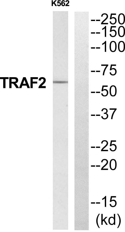 TRAF2 Antibody