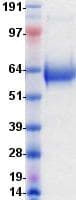Mouse CD274 / B7-H1 / PD-L1 Protein (Recombinant Fc, C-terminus)