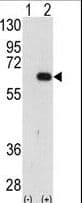 GP78 / AMFR Antibody (aa571-601)