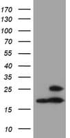 PSMB9 Antibody (clone OTI3F3)