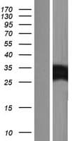 MYL10 Protein (Over-Expression Lysate Myc-DDK (Flag))