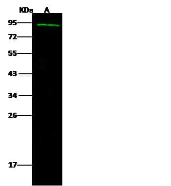 KLHL32 Antibody (Preservative Free)