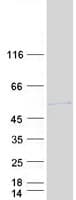 Human ACTR3B / ARP4 Protein (Recombinant Myc-DDK (Flag))
