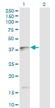 Monoclonal Mouse anti-Human FASLG / Fas Ligand Antibody (clone 2G9-G8, IF, WB)