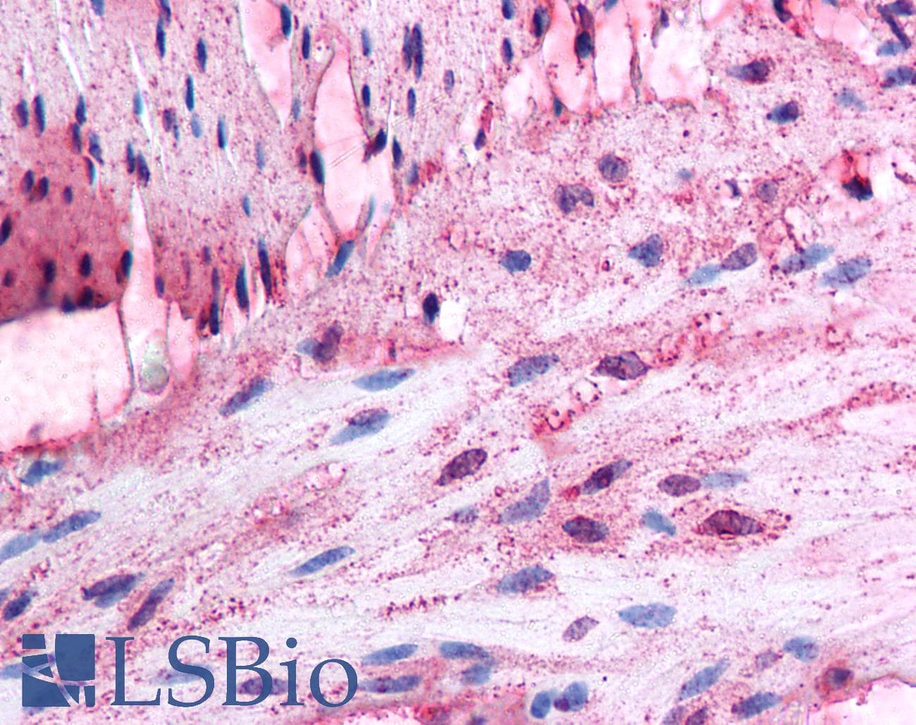 IHC-plus™ ADRA1D / Adrenoceptor alpha 1D Antibody (Extracellular Domain)