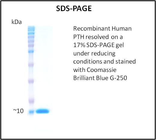 Human PTH / Parathyroid Hormone Protein (Recombinant)