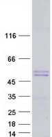 Human WWP2 Protein (Recombinant Myc-DDK (Flag))