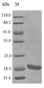 Bacillus subtilis sboA Protein (Recombinant KSI-6His, N-terminus)