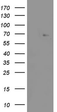 ZNF286A Antibody (aa1-252, clone OTI7D2)