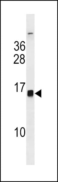 HIST1H2BH Antibody (aa26-52)