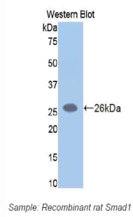 SMAD1 Antibody (aa273-468)