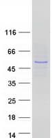 Human IKZF3 / AIOLOS Protein (Recombinant Myc-DDK (Flag))
