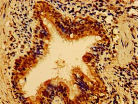 HS2ST1 Antibody