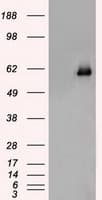 CHEK2 / CHK2 Antibody (clone OTI5C4)