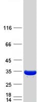 Human PSME3 Protein (Recombinant Myc-DDK (Flag))
